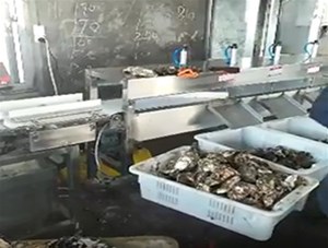 海鲜加工